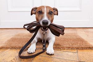 What Happens to my Pets in a Divorce?, pets, divorce, illinois divorce attorney, division of property, martial assets